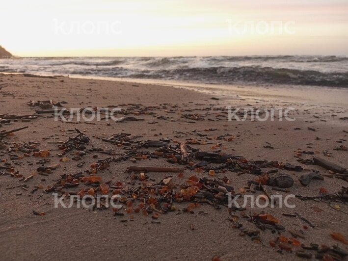 «У туристов челюсти выпадают»: берег моря под Светлогорском усыпало янтарём (фото) - Новости Калининграда | Фото: Вадим