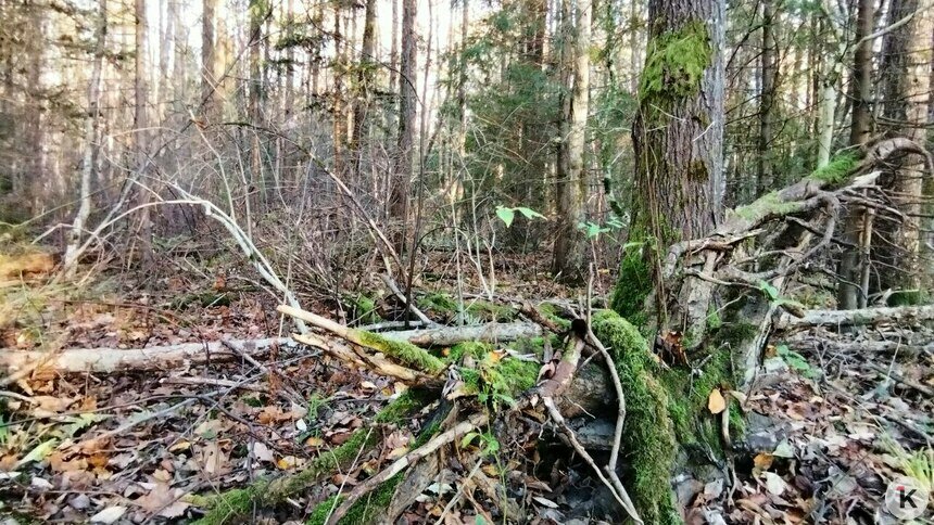 В Калининградской области многодетную семью послали за бесплатными дровами в лес   - Новости Калининграда | Фото: Александр Подгорчук / Архив «Клопс»