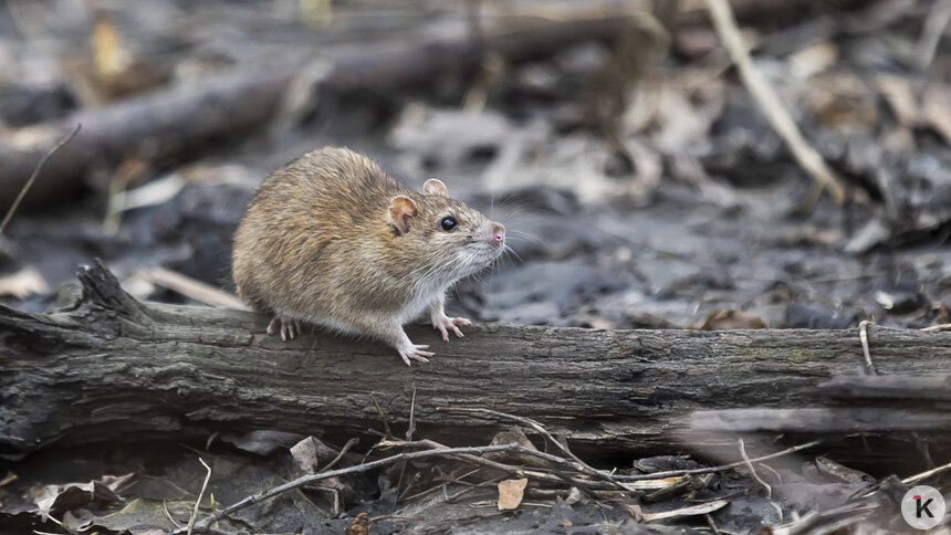 «Вот те раз, опять сюрприз — снова стало много крыс»: музыкальный дайджест калининградских новостей за неделю (видео)   - Новости Калининграда | Фото: Александр Подгорчук / Архив «Клопс»