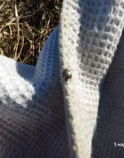 В Калининградской области проснулись клещи — переносчики риккетсиозов (фото)   - Новости Калининграда | Фото: Евгений Волчев