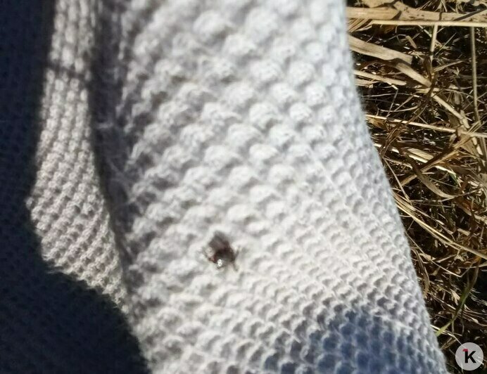 В Калининградской области проснулись клещи — переносчики риккетсиозов (фото)   - Новости Калининграда | Фото: Евгений Волчев