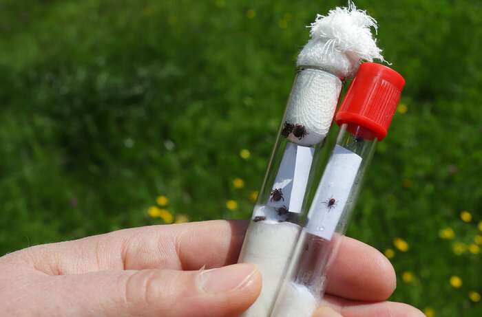 Ежегодно в сезон с укусами клещей к врачам обращаются свыше 5 тысяч жителей области. | Фото: архив "СК"