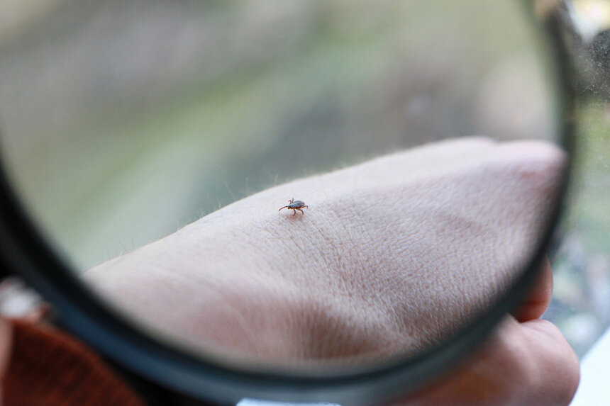 Холодная зима и обилие снега стали отличным провокатором для активного размножения клещей. | Фото: архив "СК"