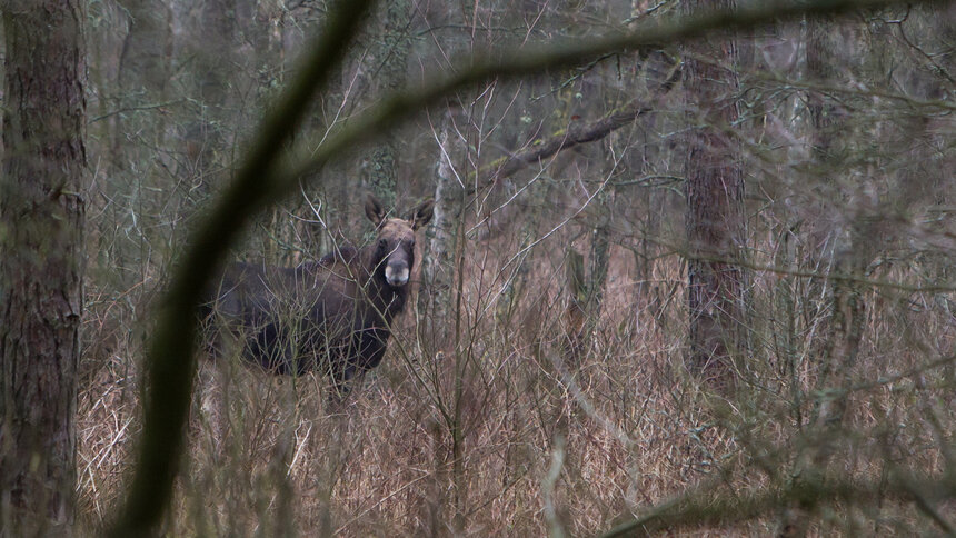 Сдружились в лютую зиму: в полях под Правдинском засняли компанию лосей на пробежке (видео)   - Новости Калининграда | Фото: архив «Клопс»