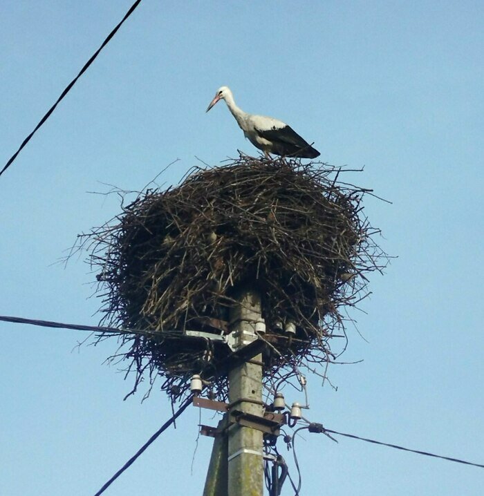 В Калининградской области заметили аиста, который ждёт свою вторую половинку (фото)   - Новости Калининграда | Фото: Иван