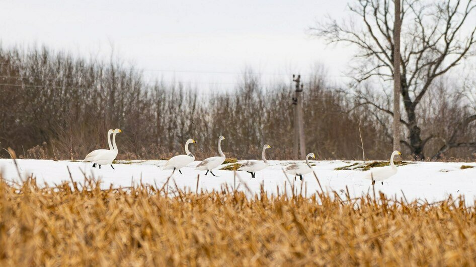 Лебедя-кликуна, прилетевшего к нам из Латвии, калининградка встретила в Светловском округе (фото)   - Новости Калининграда | Фото: Ольга Музюкина / телеграм-канал «Радио Птичка»