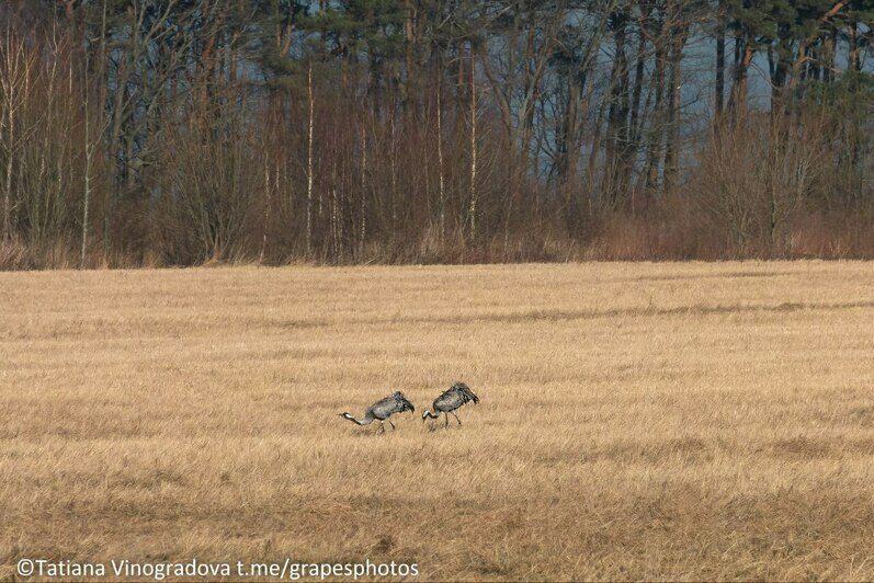 Птичье трио на одном поле: под Куликово сняли стаи журавлей, цапель и лебедей-кликунов сразу (фото, видео)   - Новости Калининграда | Фото: Татьяна Виноградова