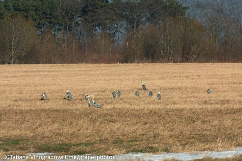 Птичье трио на одном поле: под Куликово сняли стаи журавлей, цапель и лебедей-кликунов сразу (фото, видео)   - Новости Калининграда | Фото: Татьяна Виноградова