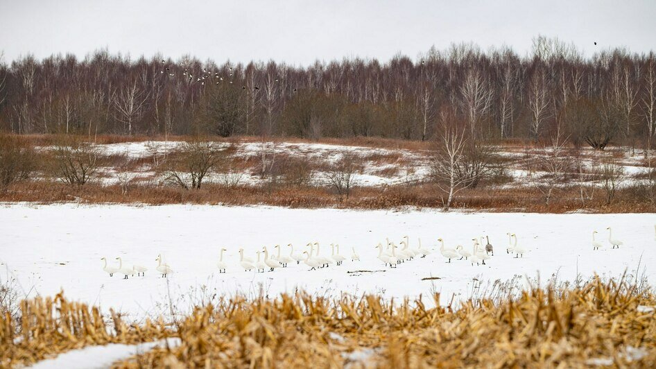 Лебедя-кликуна, прилетевшего к нам из Латвии, калининградка встретила в Светловском округе (фото)   - Новости Калининграда | Фото: Ольга Музюкина / телеграм-канал «Радио Птичка»