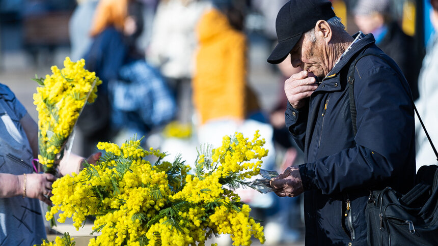 Скрытая угроза: врач рассказал, кому нельзя дарить мимозу - Новости Калининграда | Фото: Александр Подгорчук / Архив «Клопс»