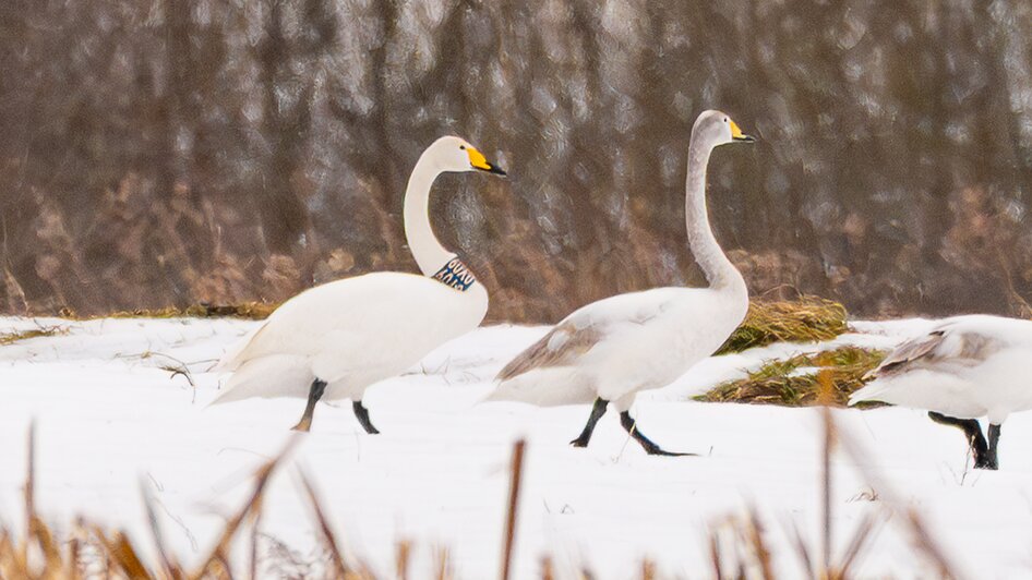 Лебедя-кликуна, прилетевшего к нам из Латвии, калининградка встретила в Светловском округе (фото)   - Новости Калининграда | Фото: Ольга Музюкина / телеграм-канал «Радио Птичка»
