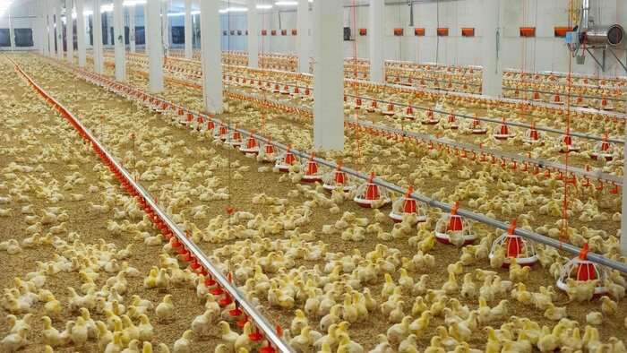 Компания «Долгов Групп» отмечает 30 лет: жить и работать на родной земле - Новости Калининграда