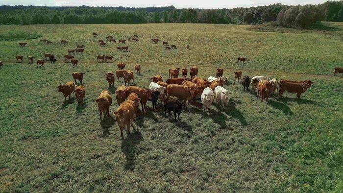 Компания «Долгов Групп» отмечает 30 лет: жить и работать на родной земле - Новости Калининграда