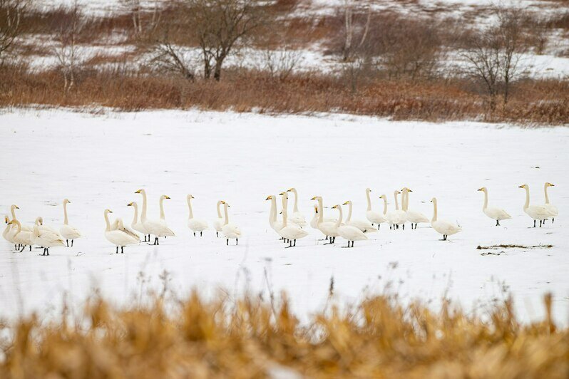 Лебедя-кликуна, прилетевшего к нам из Латвии, калининградка встретила в Светловском округе (фото)   - Новости Калининграда | Фото: Ольга Музюкина / телеграм-канал «Радио Птичка»