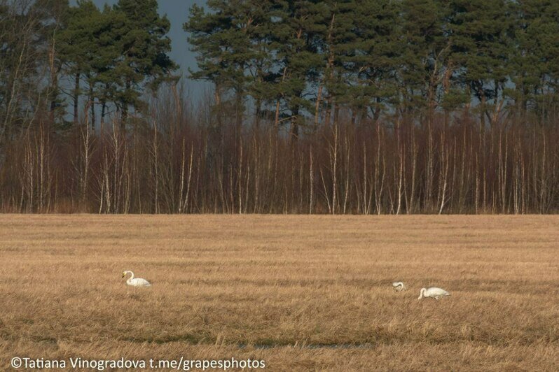 Птичье трио на одном поле: под Куликово сняли стаи журавлей, цапель и лебедей-кликунов сразу (фото, видео)   - Новости Калининграда | Фото: Татьяна Виноградова