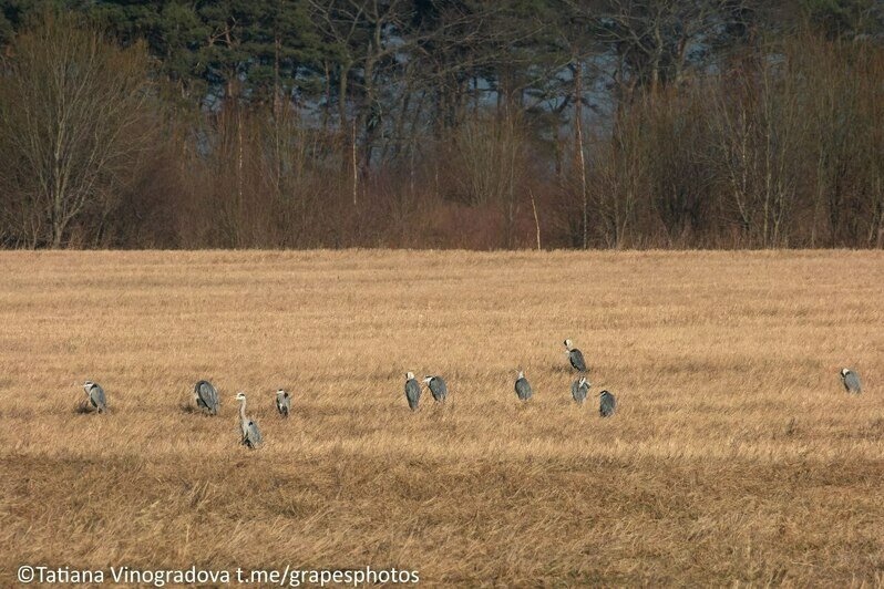 Птичье трио на одном поле: под Куликово сняли стаи журавлей, цапель и лебедей-кликунов сразу (фото, видео)   - Новости Калининграда | Фото: Татьяна Виноградова