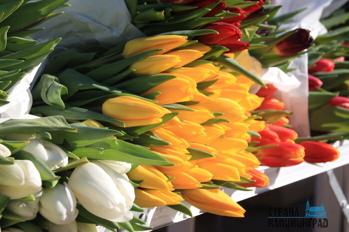 С 8 Марта, дорогие наши калининградки! Поздравления от первых лиц региона | Фото: Маргарита Юркова