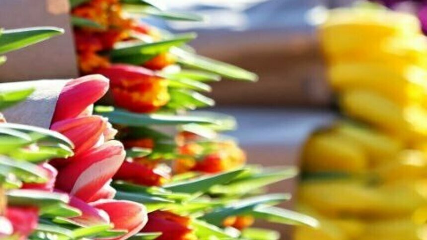 «Тюльпаны в марте бывают дороже роз»: сколько стоят цветы в Калининграде накануне праздника (фоторепортаж)   - Новости Калининграда