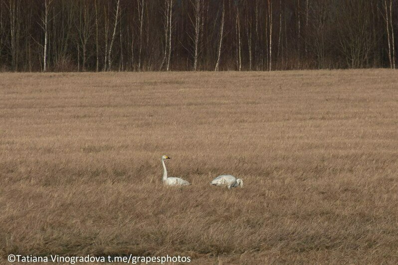 Птичье трио на одном поле: под Куликово сняли стаи журавлей, цапель и лебедей-кликунов сразу (фото, видео)   - Новости Калининграда | Фото: Татьяна Виноградова