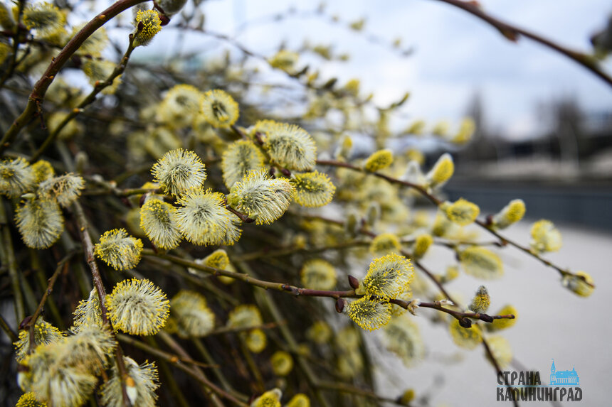 Совсем скоро начнут распускаться деревья | Фото: Александр Мелехов
