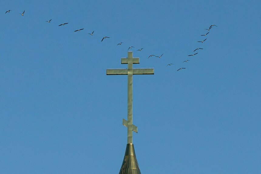 В Калининград возвращаются журавли | Фото: Александр Мелехов