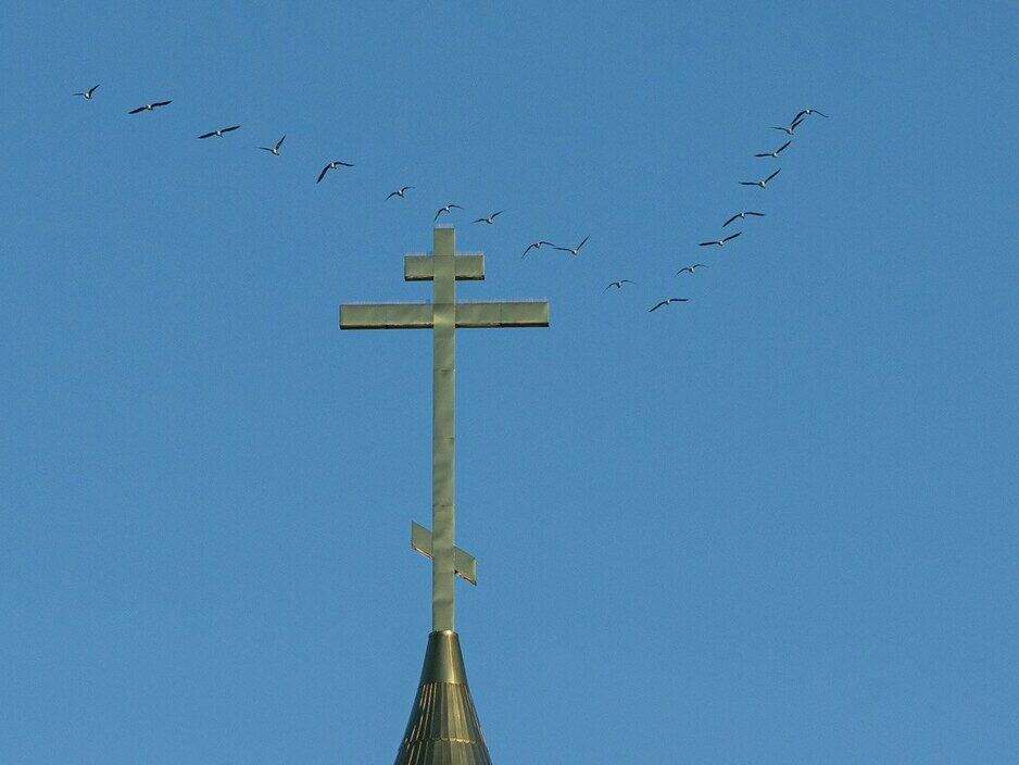 В Калининград возвращаются журавли