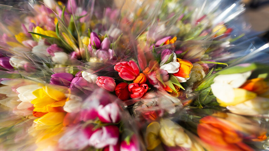 Из Калининграда с пыльцою: в Москву и Подмосковье отправили 12 млн тюльпанов - Новости Калининграда | Фото: Александр Подгорчук / Архив «Клопс»