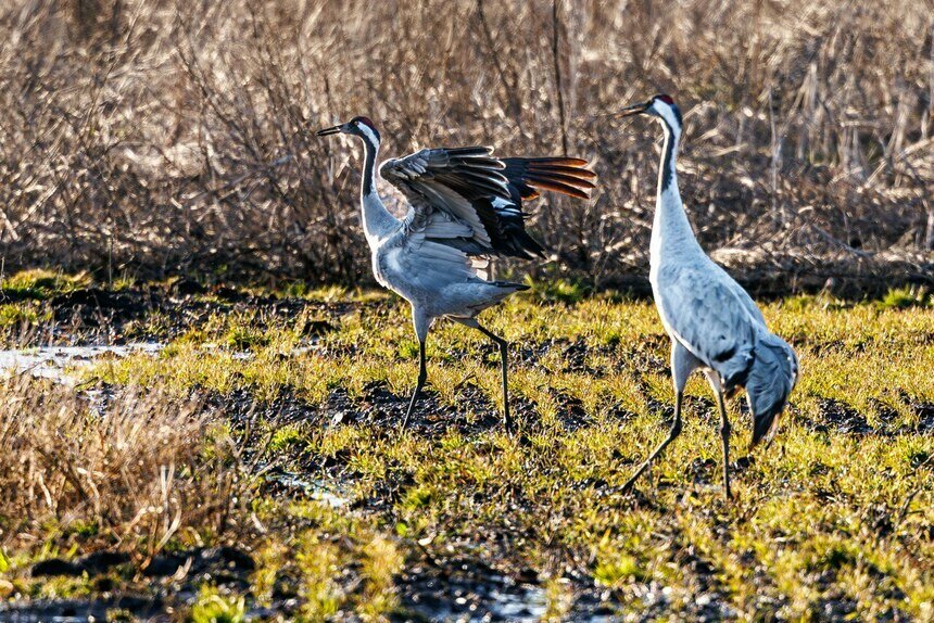 Журавли, Калининградская область | Фото: Александр Мелехов