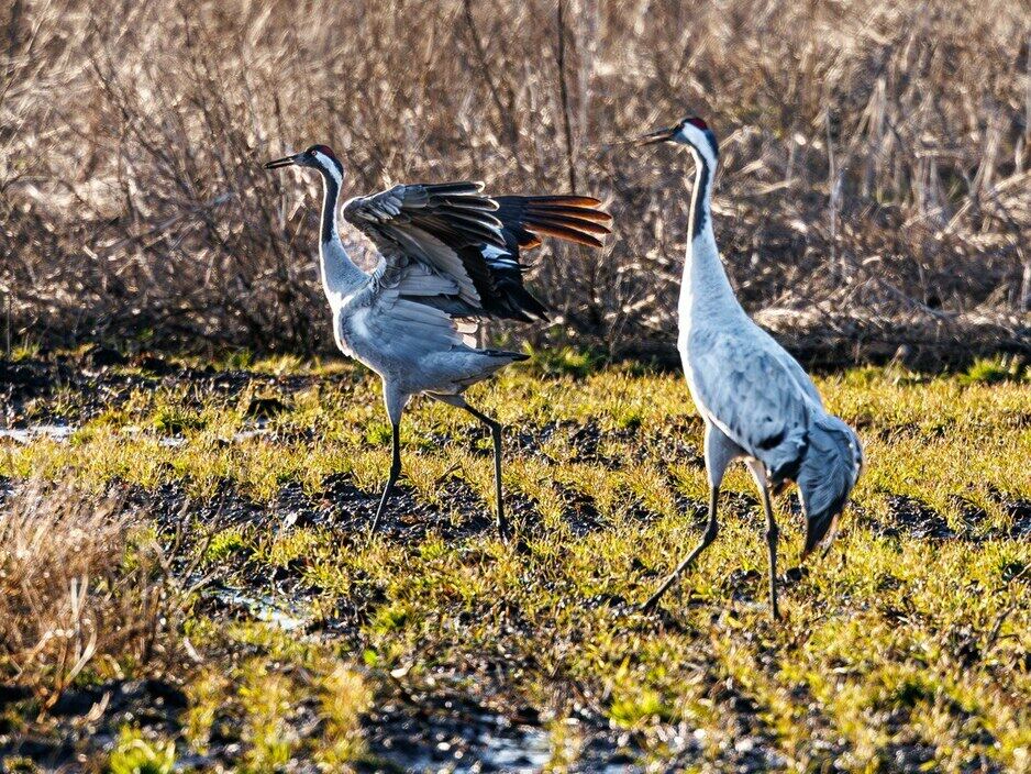 Журавли, Калининградская область