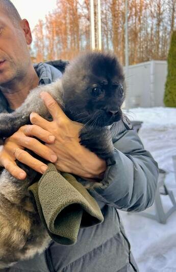 Малышка оказалась на льду без мамы и её атаковали чайки: на Северо-западе начался тюленеспасательный сезон - Новости Калининграда | Фото: пресс-служба «Водоканала Санкт-Петербурга»