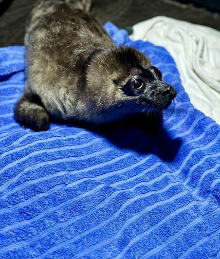 Малышка оказалась на льду без мамы и её атаковали чайки: на Северо-западе начался тюленеспасательный сезон - Новости Калининграда | Фото: пресс-служба «Водоканала Санкт-Петербурга»