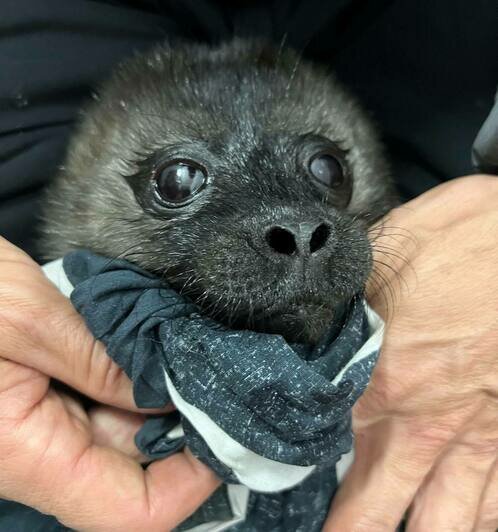 Малышка оказалась на льду без мамы и её атаковали чайки: на Северо-западе начался тюленеспасательный сезон - Новости Калининграда | Фото: пресс-служба «Водоканала Санкт-Петербурга»