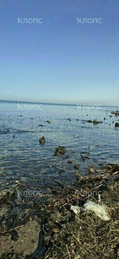 У берега Зеленоградска снова показался лес, ушедший под воду тысячу лет назад (фото) - Новости Калининграда | Фото: очевидцы