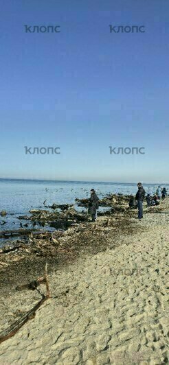 У берега Зеленоградска снова показался лес, ушедший под воду тысячу лет назад (фото) - Новости Калининграда | Фото: очевидцы