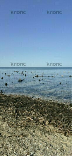 У берега Зеленоградска снова показался лес, ушедший под воду тысячу лет назад (фото) - Новости Калининграда | Фото: очевидцы