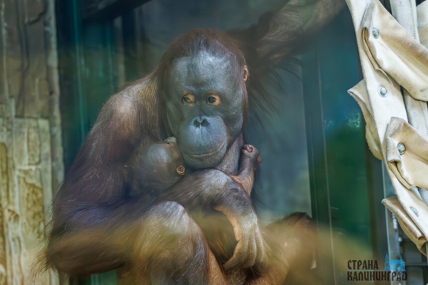 В Калининградском зоопарке показали малыша-орангутана. | Фото: Александр Мелехов