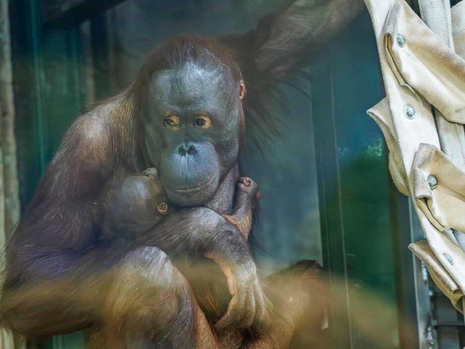 В Калининградском зоопарке показали малыша-орангутана