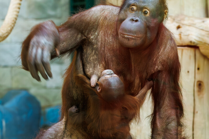 Пока мама старается спрятать малыша. | Фото: Александр Мелехов
