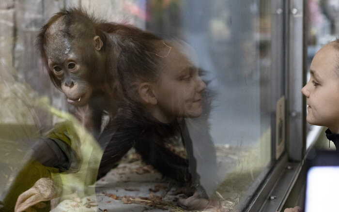 Посетителей просят не стучать по стеклу и не фотографировать со вспышкой. | Фото: архив «СК»