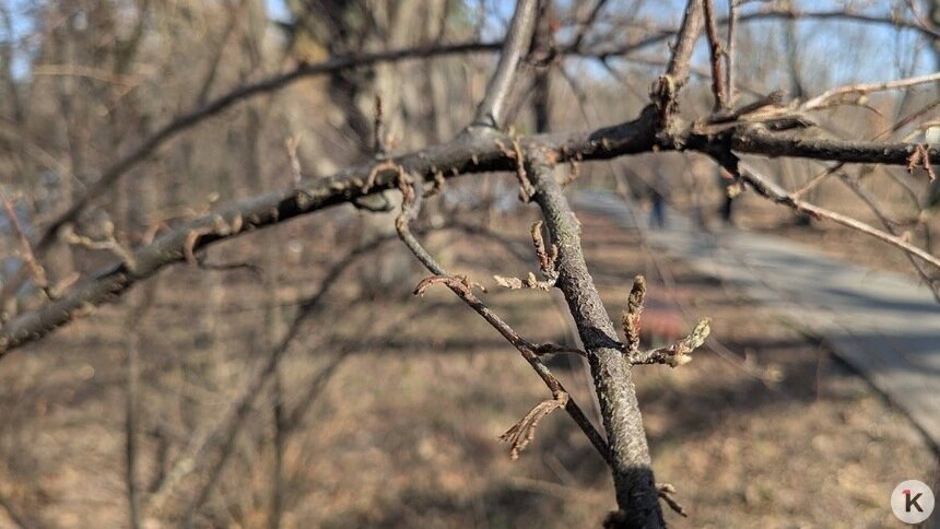 Не спешите удобрять и обрезать: калининградский агроном рассказал про ошибки садоводов ранней весной - Новости Калининграда | Фото: «Клопс»
