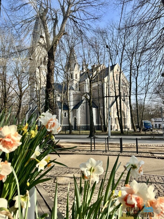 В городе распустились первые цветы | Фото: Оксана Сазонова