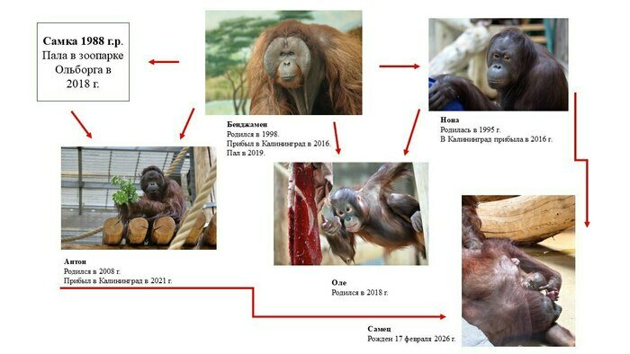 Для всех, кто запутался в генеалогических хитросплетениях орангутаньей семьи | Фото: зоопарк Калининграда