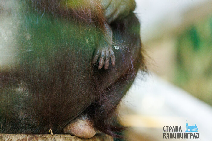 Чтобы повстречаться с новым жителем зоопарка, нужно проявить внимание, такт и терпение. | Фото: Александр Мелехов