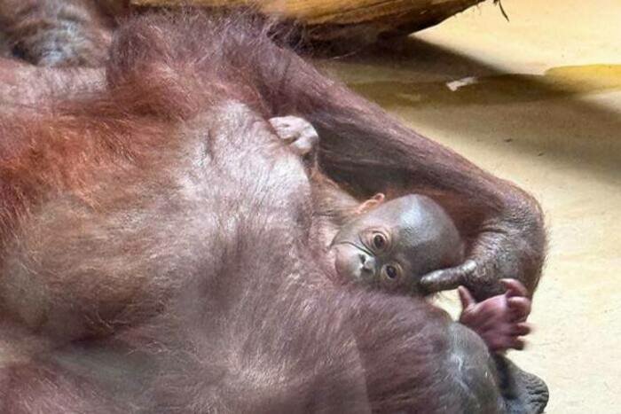 Пока мама старается спрятать малыша. | Фото: Калининградский зоопарк