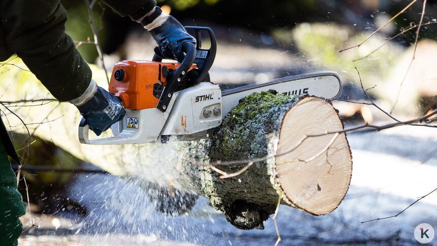 В калининградском минприроды рассказали о порядке заготовки дров для собственных нужд жителей   - Новости Калининграда | Фото: Александр Подгорчук / «Клопс»