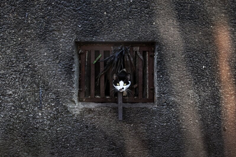 Весна пришла. Коты в курсе (фоторепортаж)   - Новости Калининграда | Фото: Александр Подгорчук / «Клопс»