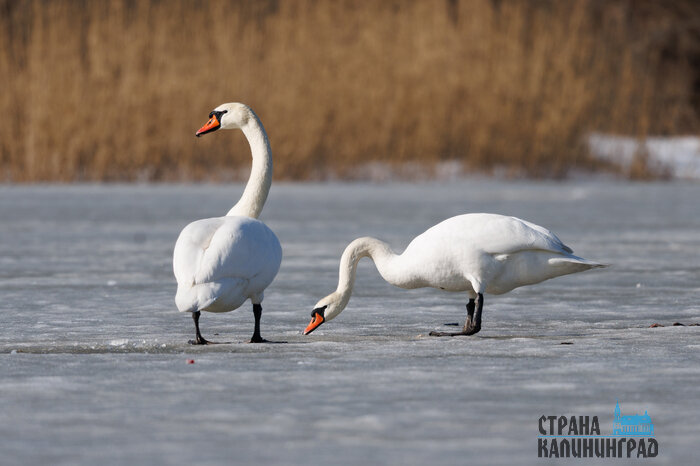 В Калининграде - весна, а за городом еще зима (фото)
