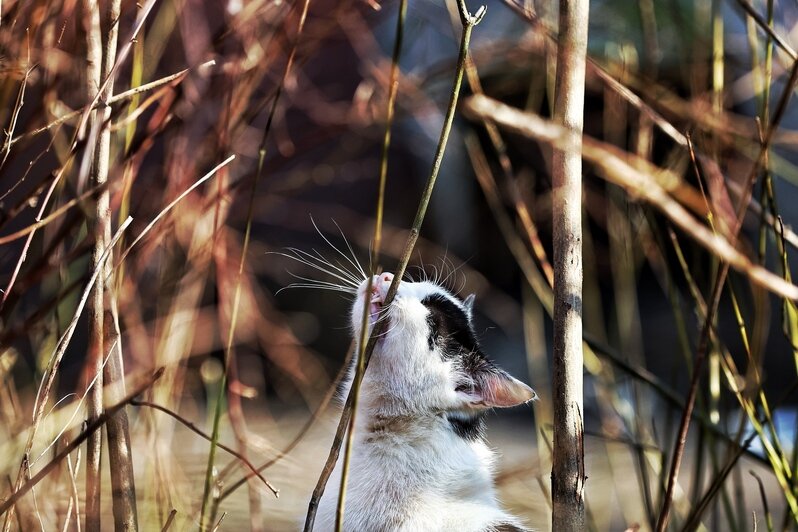 Весна пришла. Коты в курсе (фоторепортаж)   - Новости Калининграда | Фото: Александр Подгорчук / «Клопс»