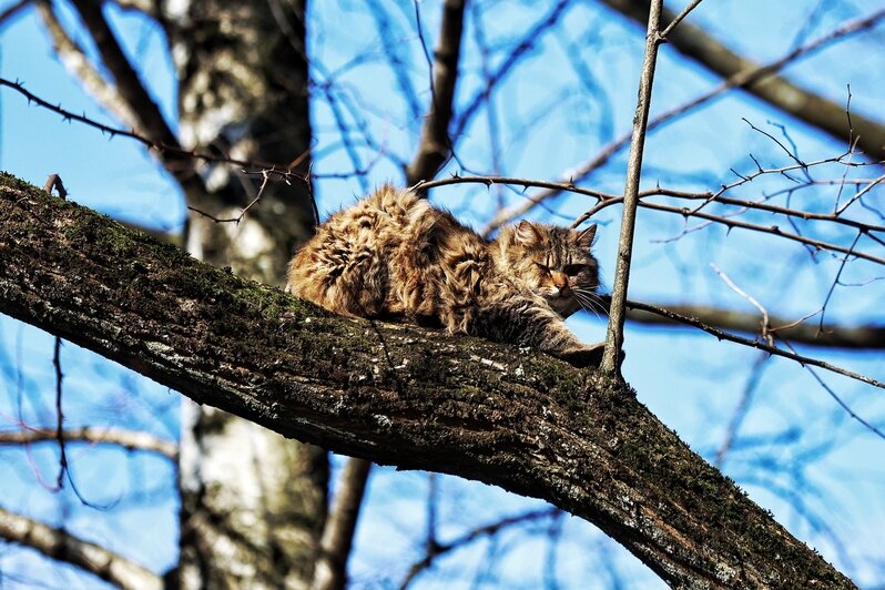 Весна пришла. Коты в курсе (фоторепортаж)   - Новости Калининграда | Фото: Александр Подгорчук / «Клопс»