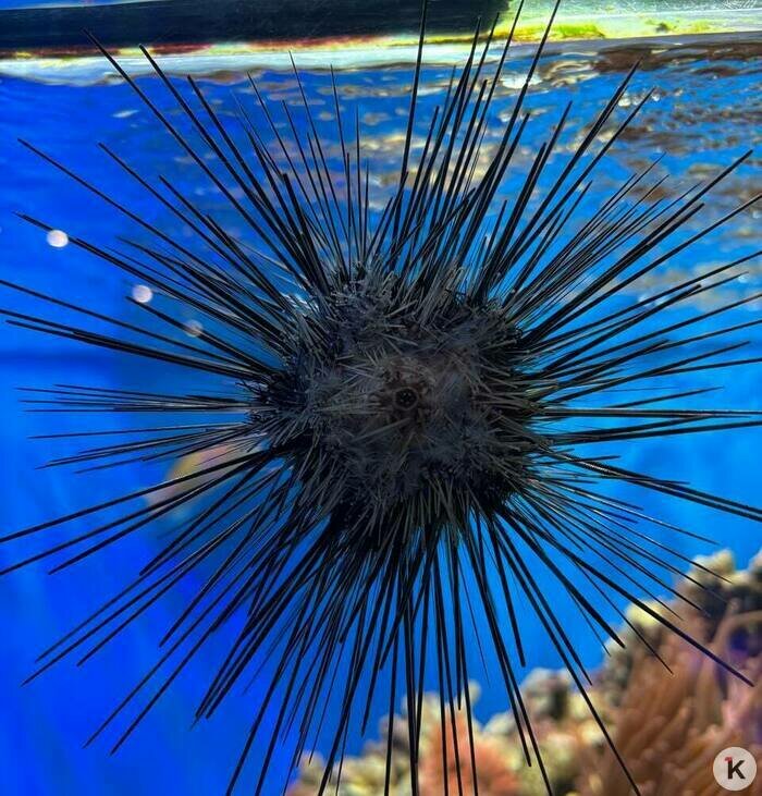 В Музее Мирового океана рассказали про морского ежа, строение которого описал великий античный философ (фото, видео)  - Новости Калининграда | Фото: пресс-служба Музея Мирового океана